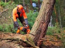 How Our Tree Care Process Works  in  Waupaca, WI