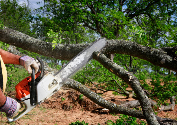 Leaf Removal in Waupaca, WI