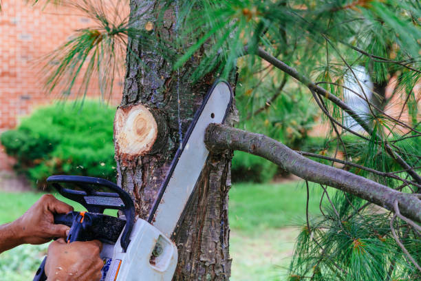 Reliable Waupaca, WI Tree Services Solutions